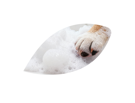 宠物护理